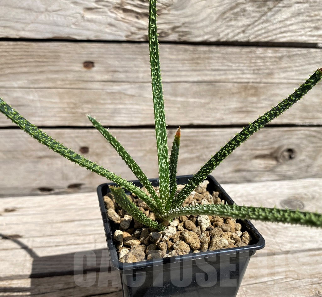 SH5822 Aloe delicatifolia