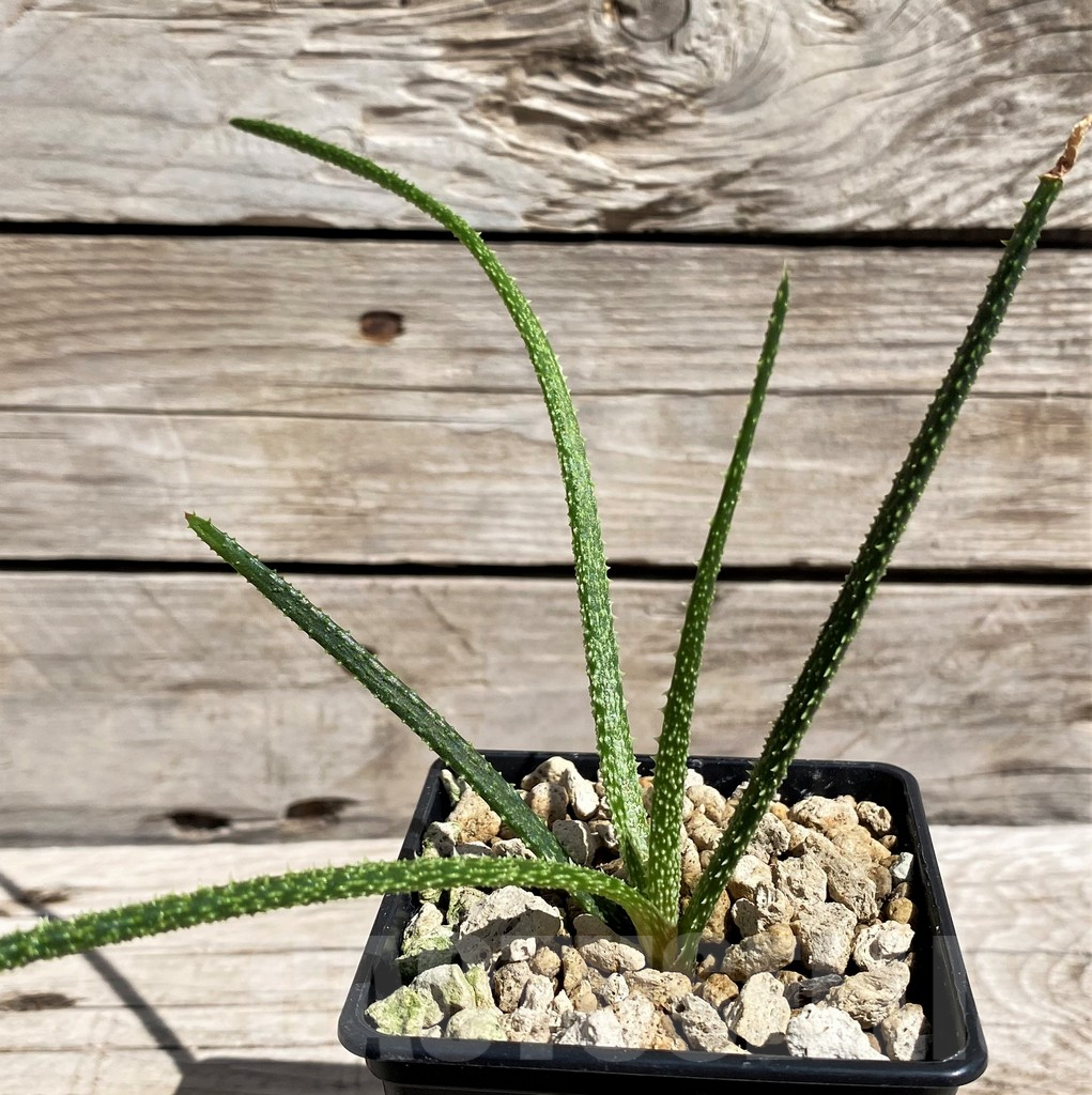 SH5824 Aloe delicatifolia