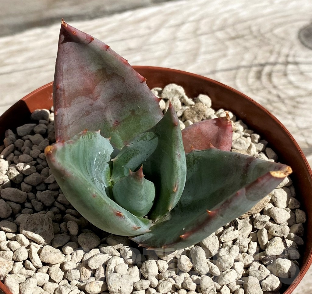 SH5826 Aloe ortholopa RVV -Vanad Pass, Zimbabwe- - immagine 2