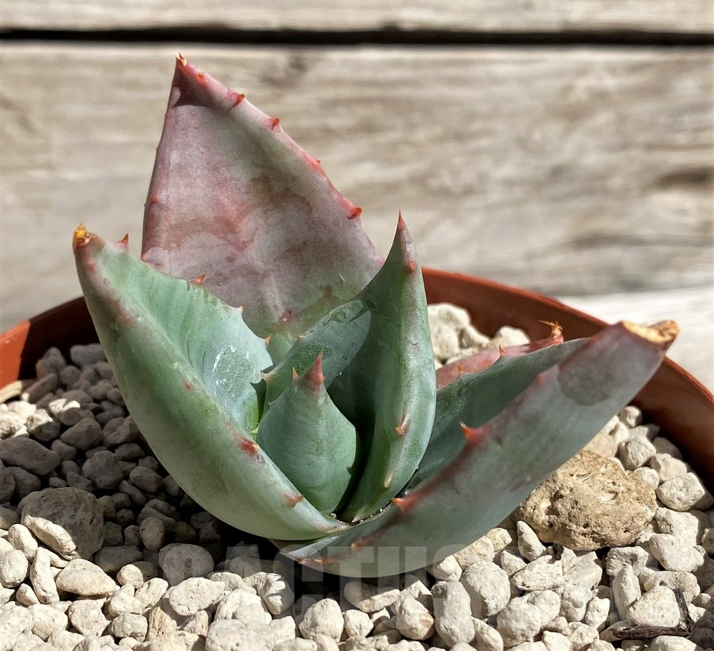 SH5826 Aloe ortholopa RVV -Vanad Pass, Zimbabwe-