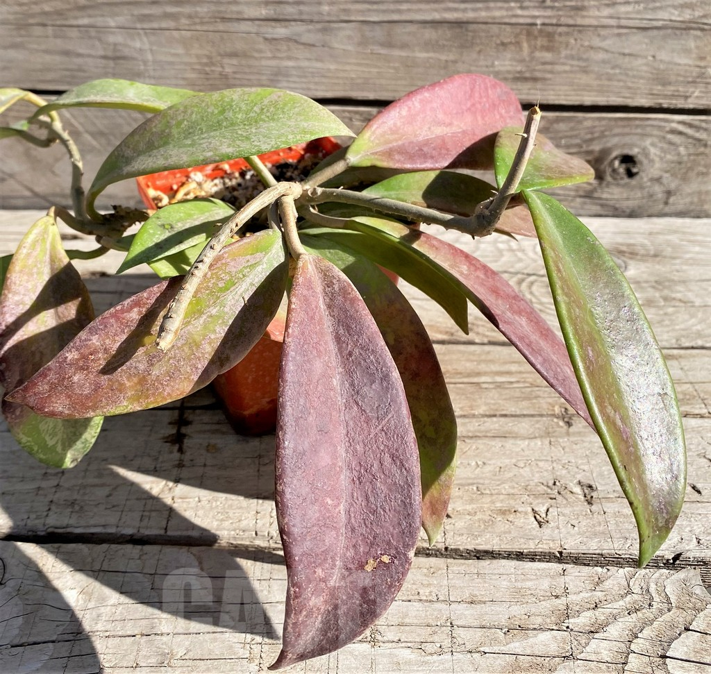 SH5788 Hoya pubicalyx - Obrázek 2