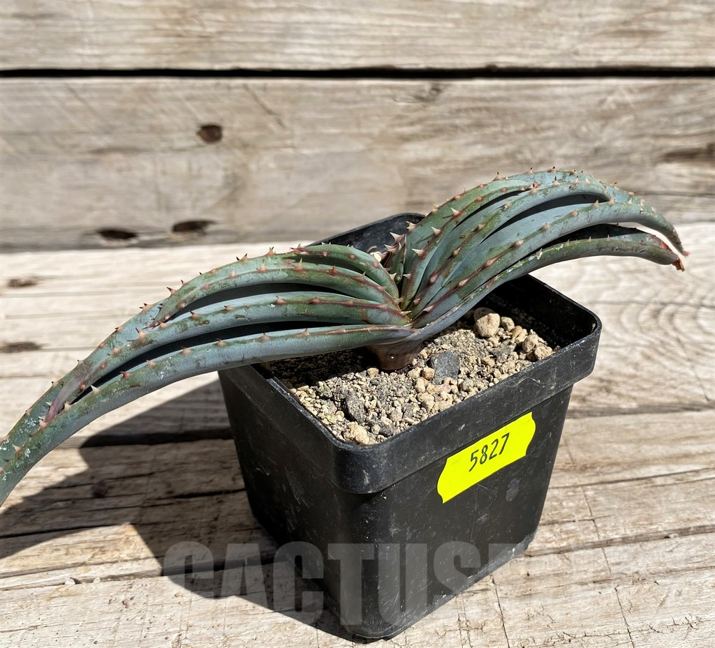 SH5827 Aloe suprafoliata - Image 3