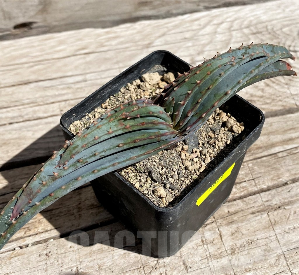 SH5827 Aloe suprafoliata - Image 2
