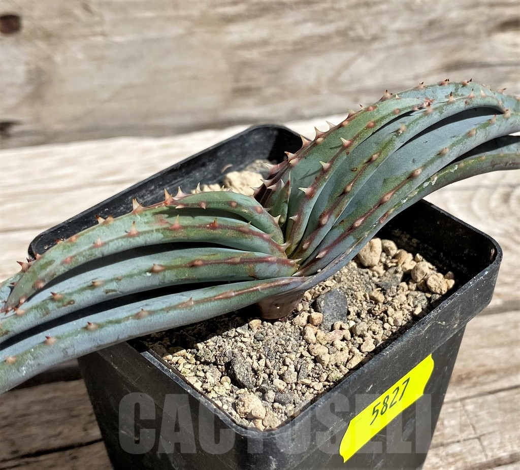 SH5827 Aloe suprafoliata