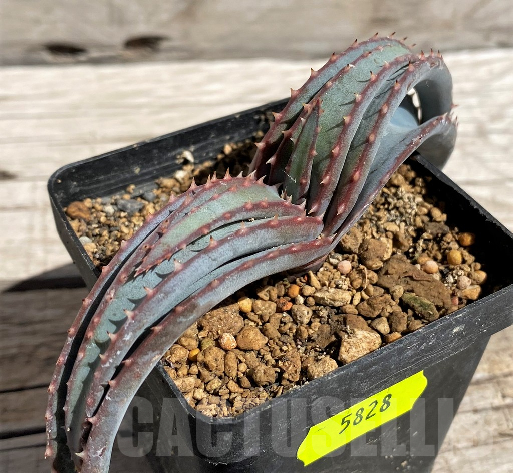 SH5828 Aloe suprafoliata