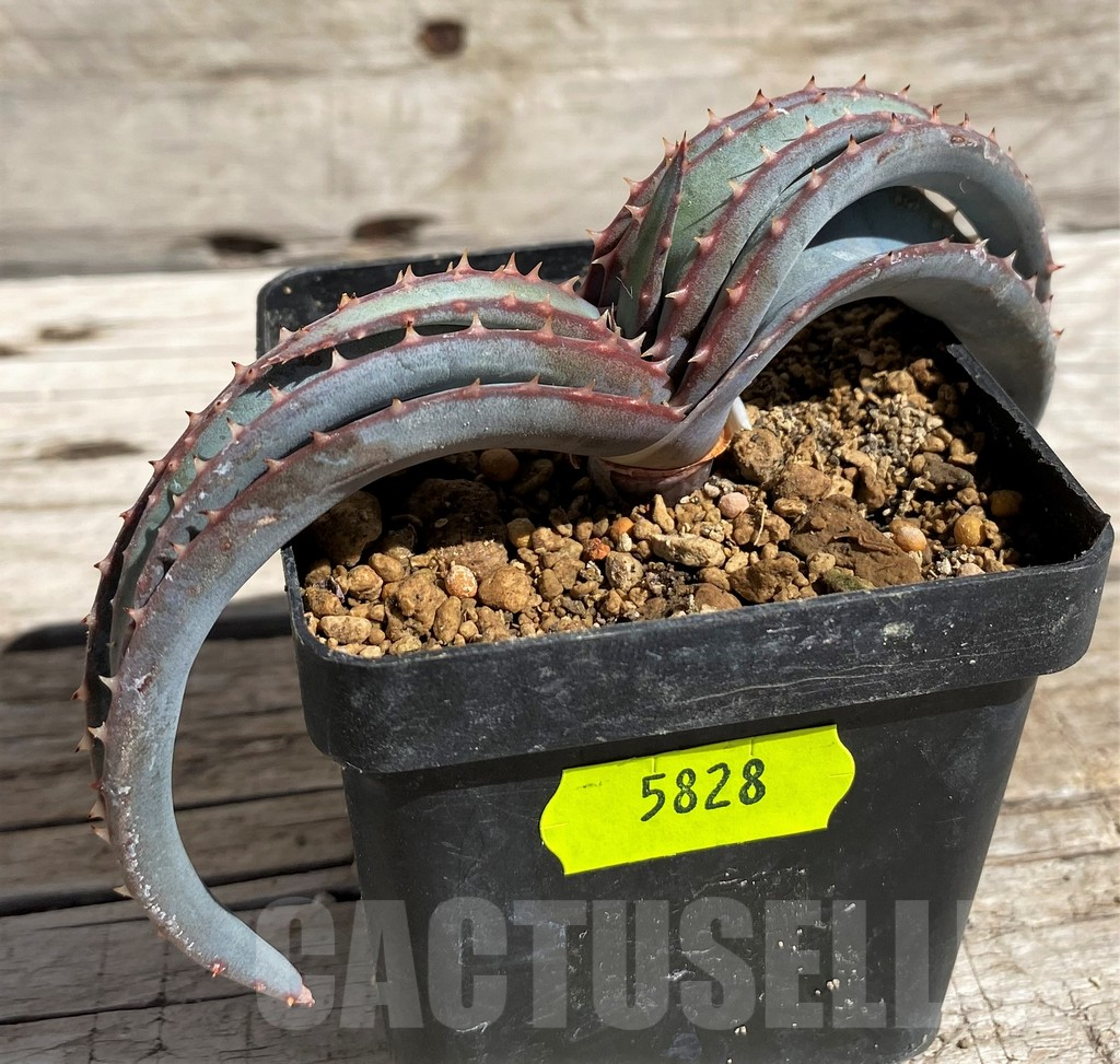 SH5828 Aloe suprafoliata - Image 3