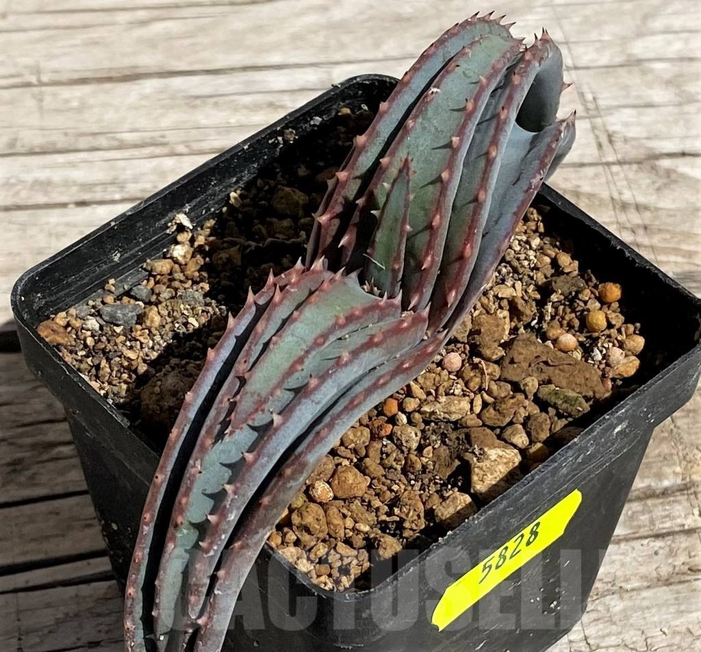 SH5828 Aloe suprafoliata - Image 2