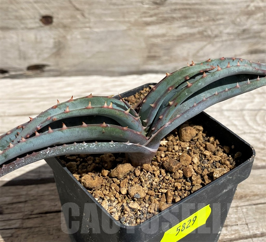 SH5829 Aloe suprafoliata - immagine 2