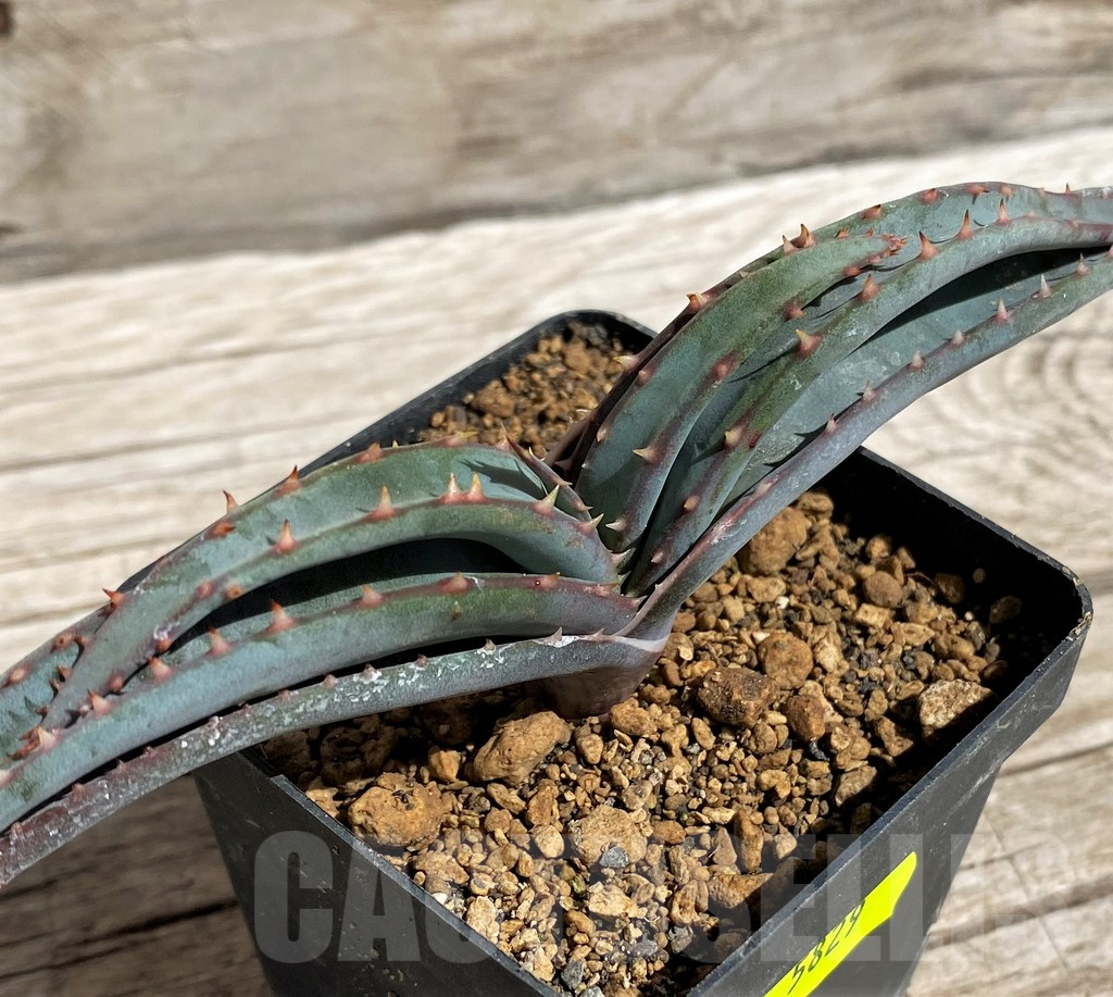 SH5829 Aloe suprafoliata