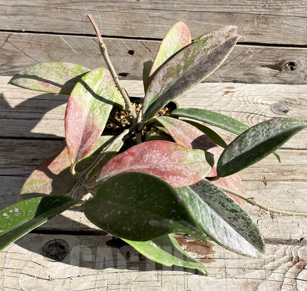 SH5788 Hoya pubicalyx - Obrázek 3