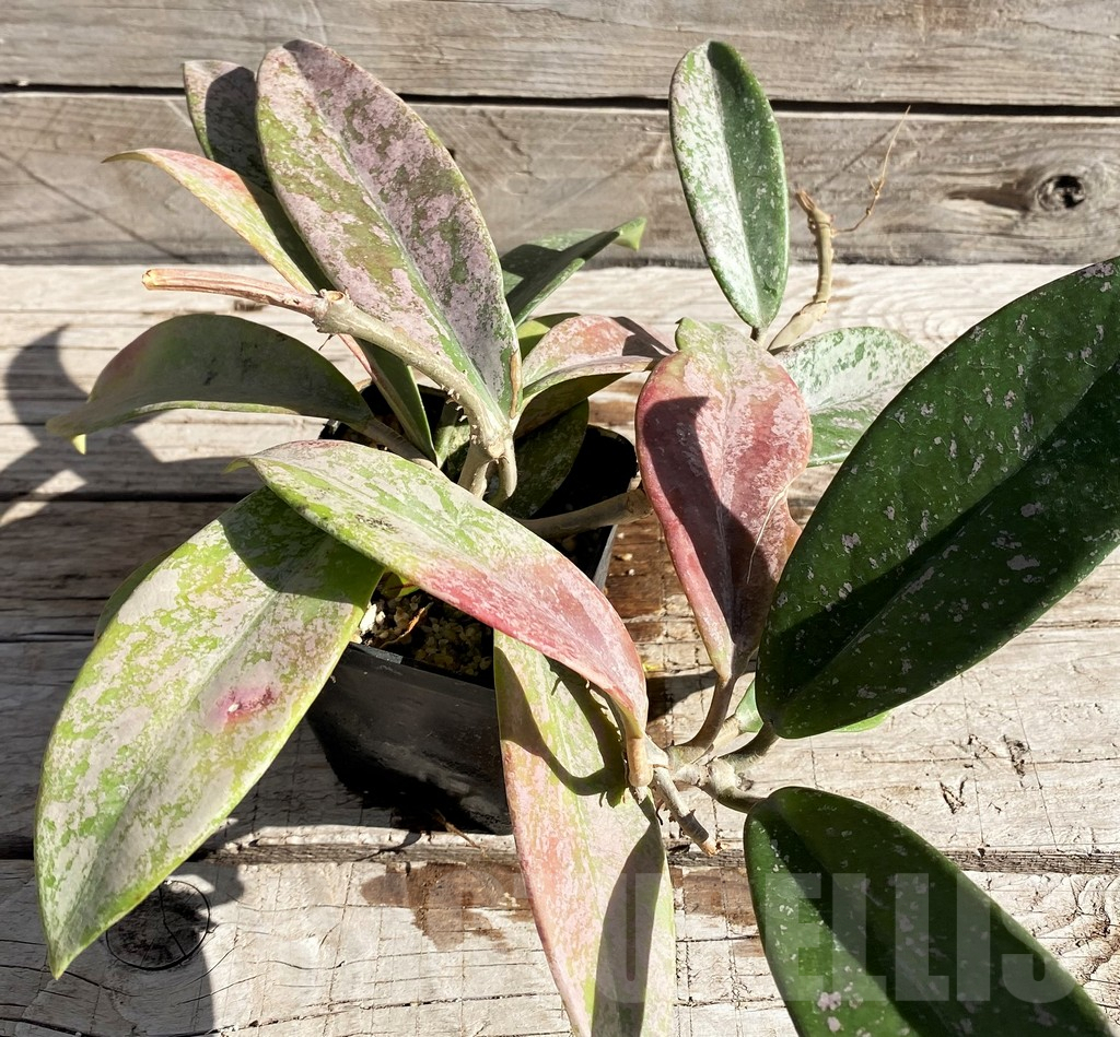 SH5788 Hoya pubicalyx - Obrázek 4