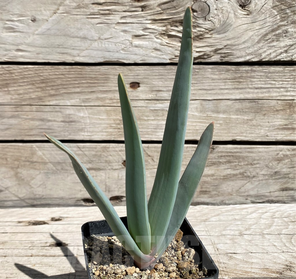 SH5833 Aloe plicatilis - Obrázek 2