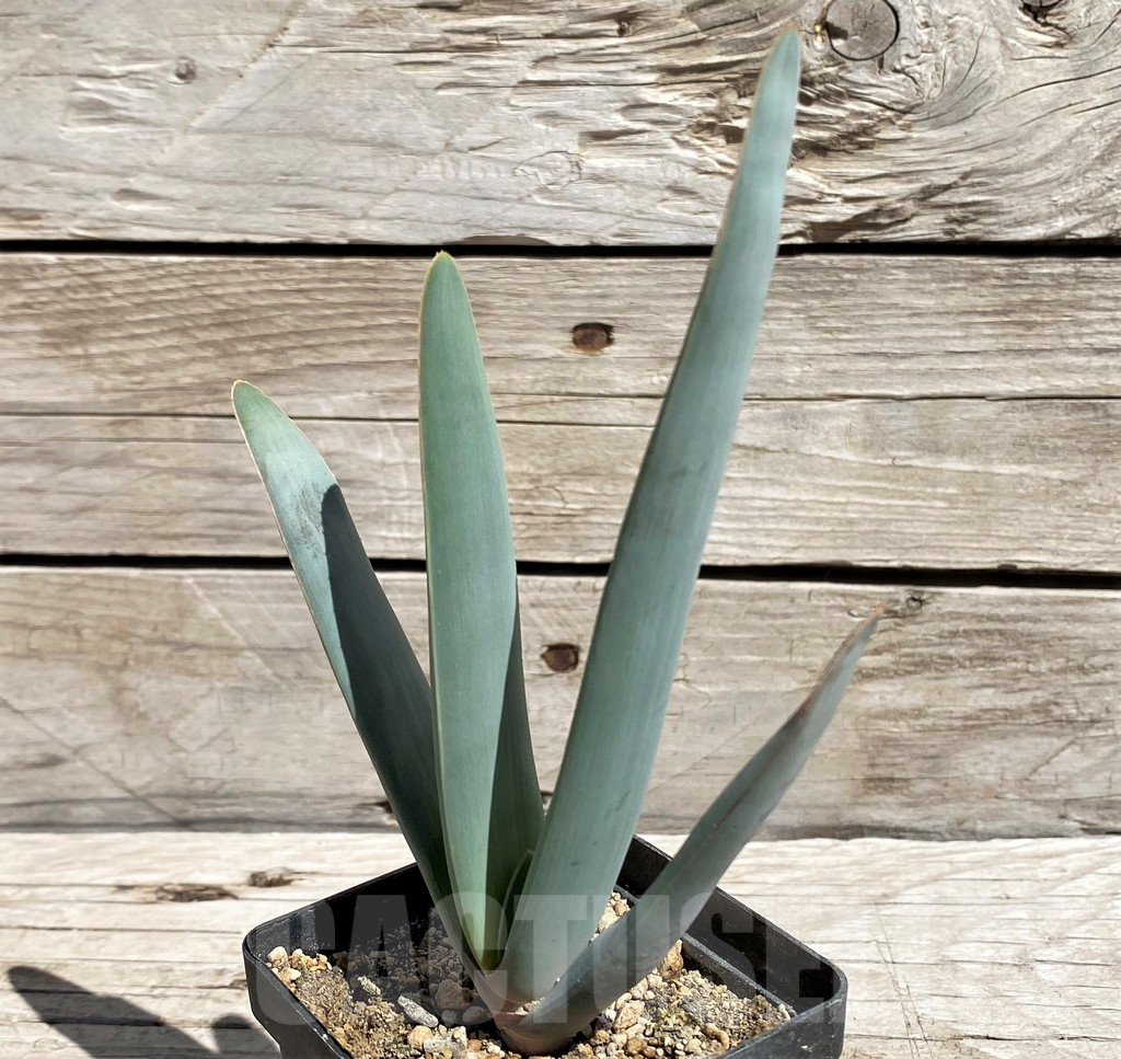 SH5833 Aloe plicatilis