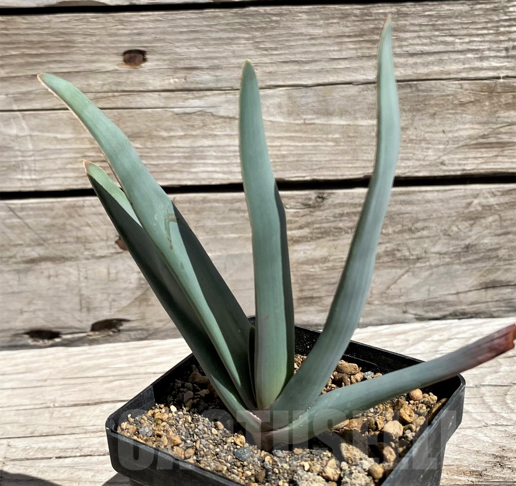 SH5834 Aloe plicatilis