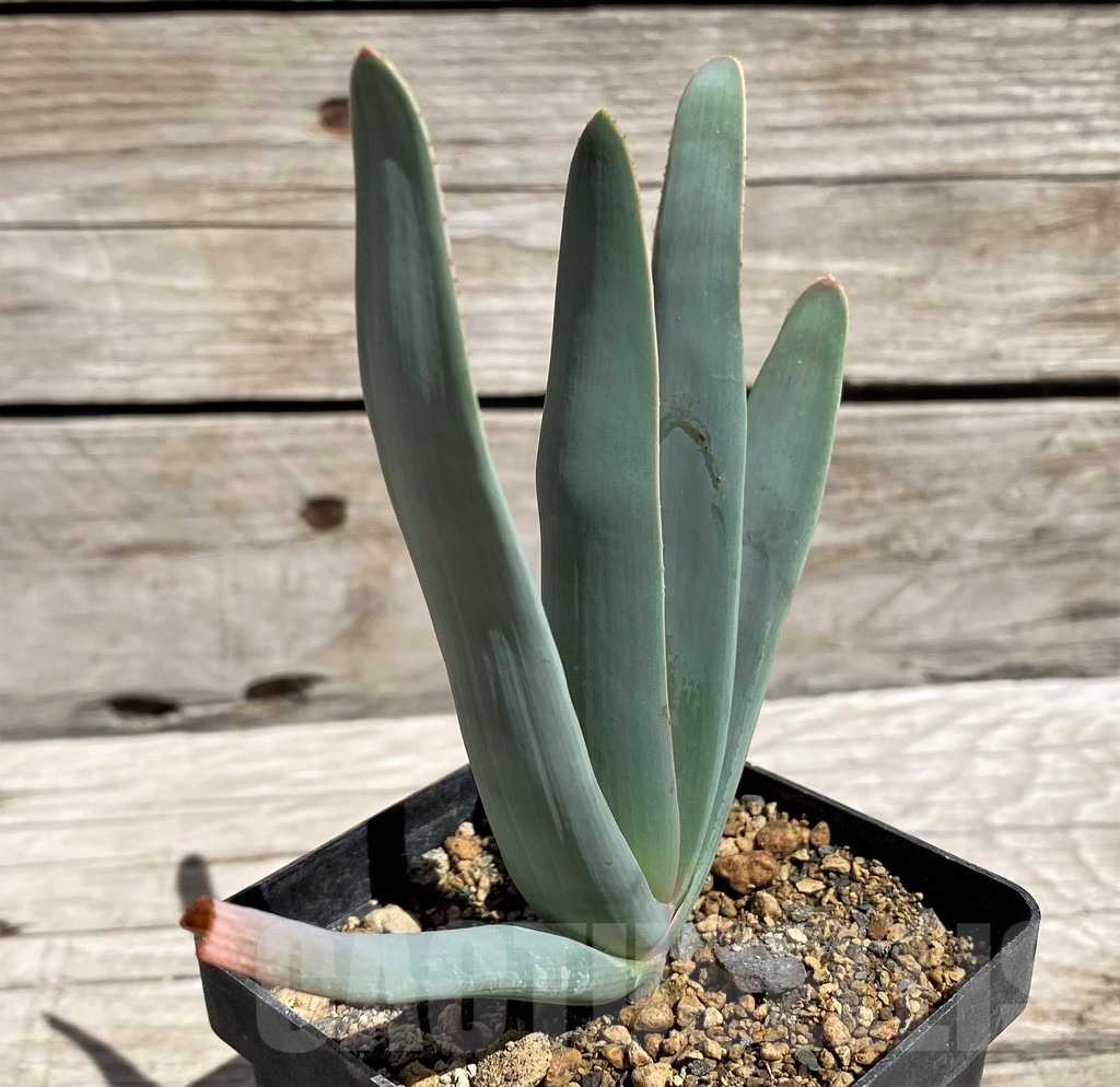 SH5834 Aloe plicatilis - Obrázek 2