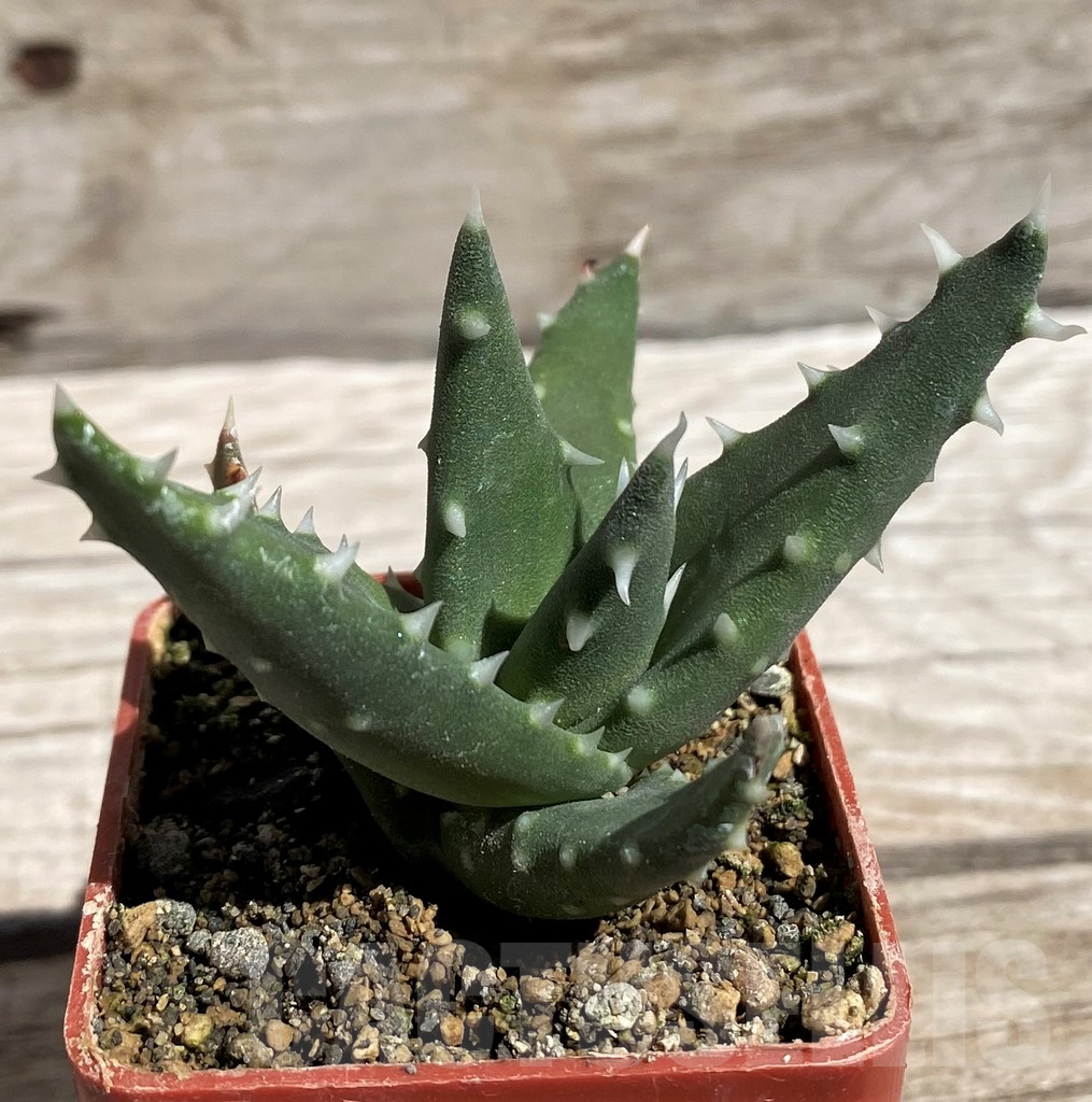 SH5835 Aloe melanacantha - Imagen 2
