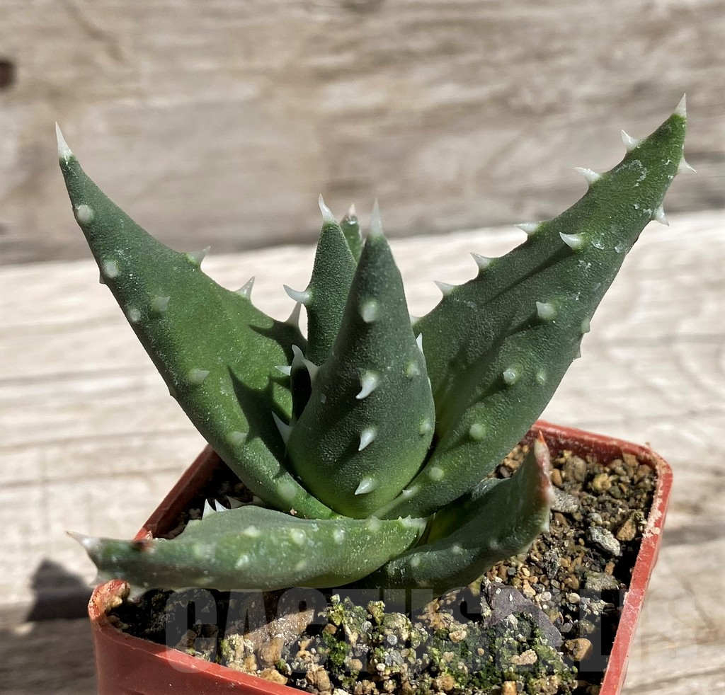 SH5835 Aloe melanacantha
