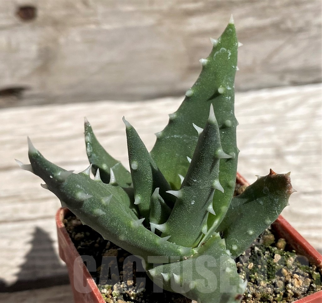 SH5835 Aloe melanacantha - Imagen 3