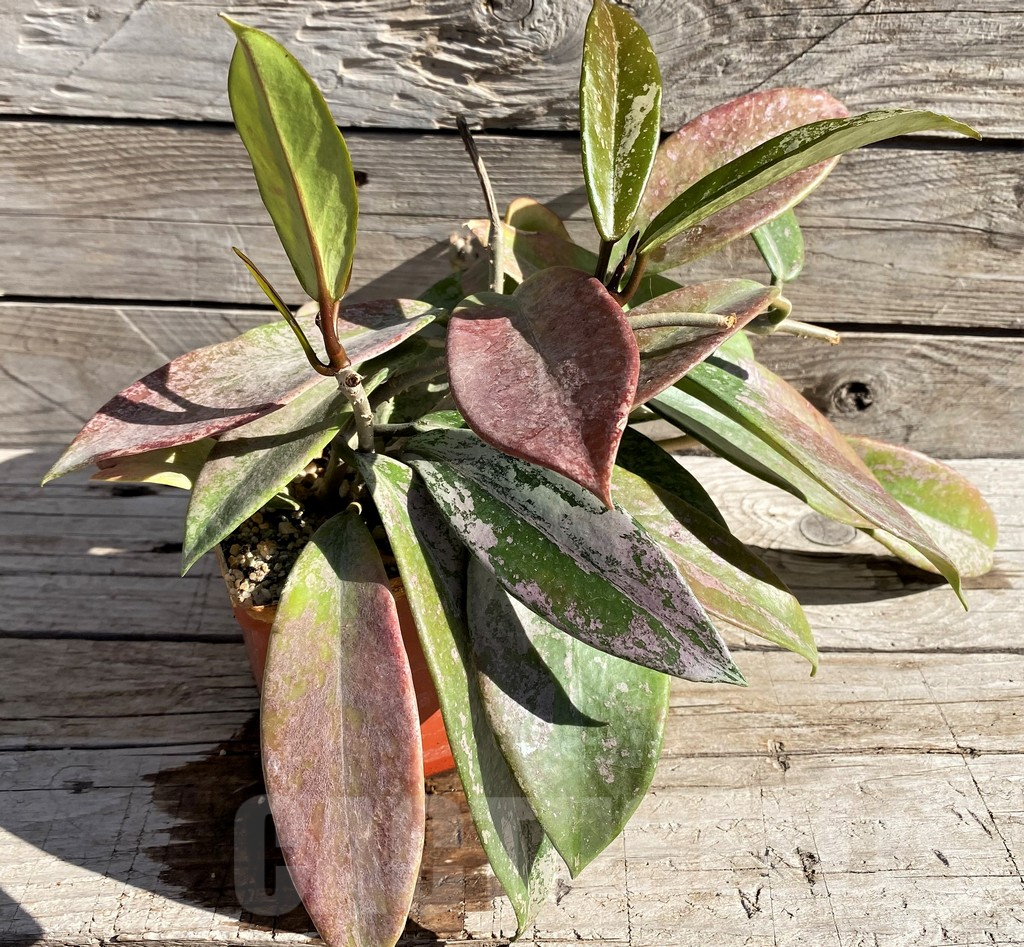 SH5789 Hoya pubicalyx - Image 2