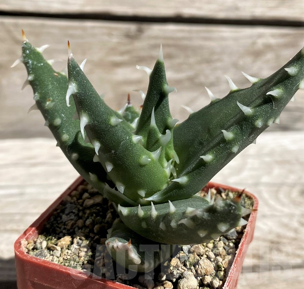 SH5836 Aloe melanacantha - Image 2