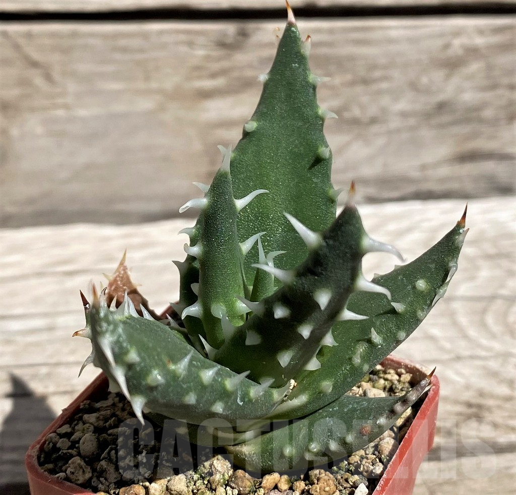 SH5836 Aloe melanacantha
