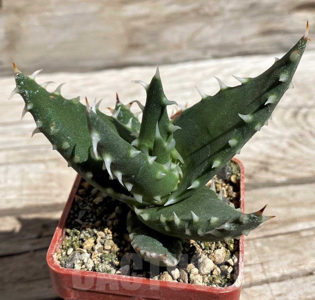 SH5836 Aloe melanacantha - Image 3