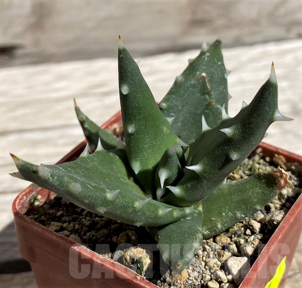 SH5837 Aloe melanacantha