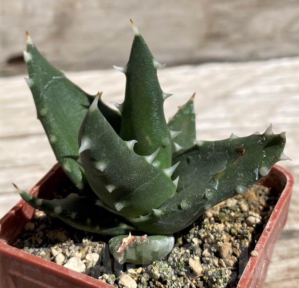 SH5837 Aloe melanacantha - Image 2