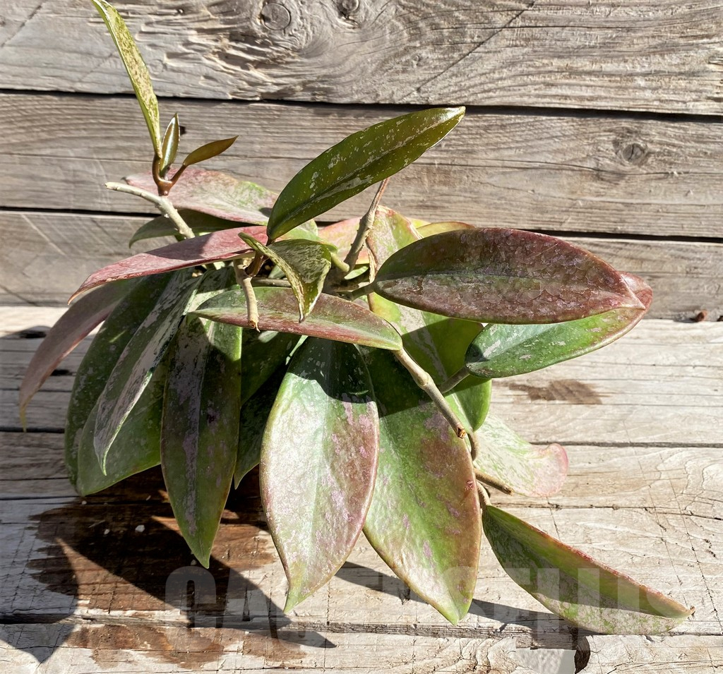 SH5789 Hoya pubicalyx - Image 3