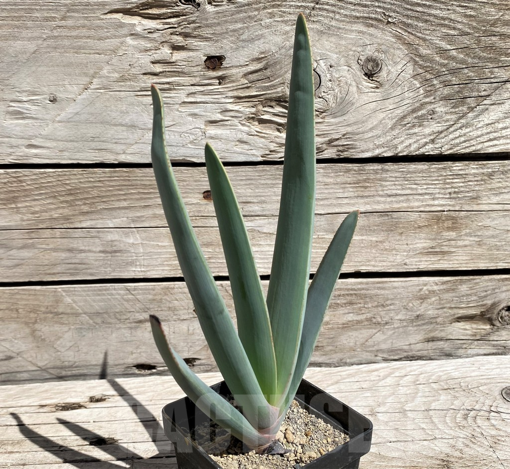 SH5840 Aloe plicatilis - Image 2