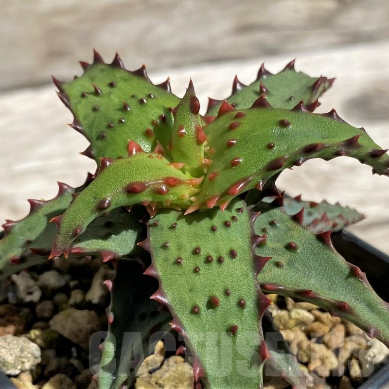 SH5841 Aloe castilloniae