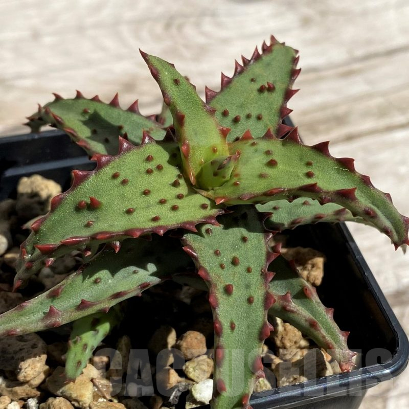 SH5842 Aloe castilloniae