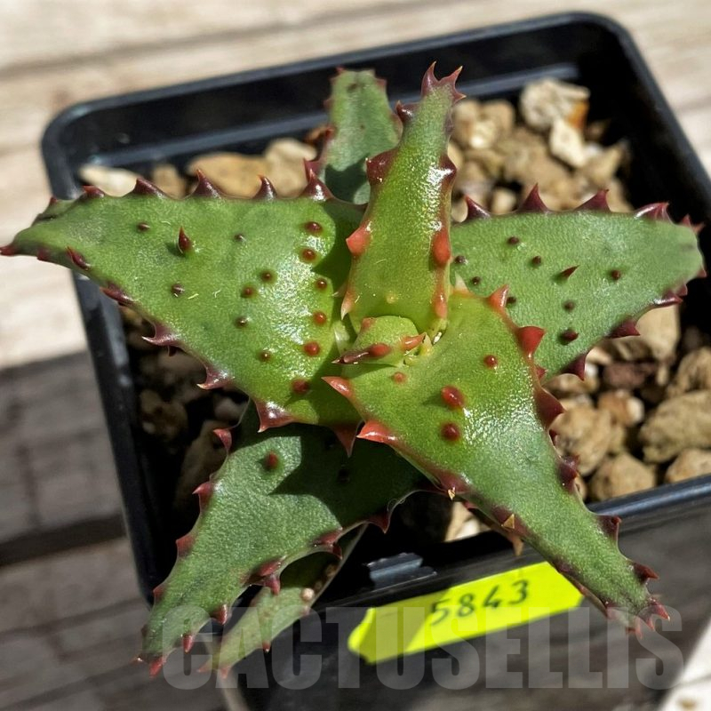 SH5843 Aloe castilloniae