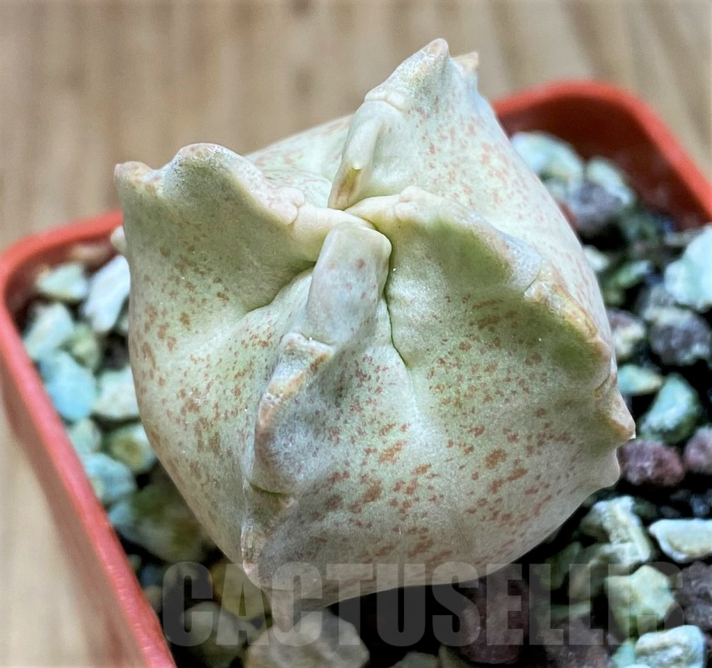 SH5790 Whitesloanea crassa – Image 2