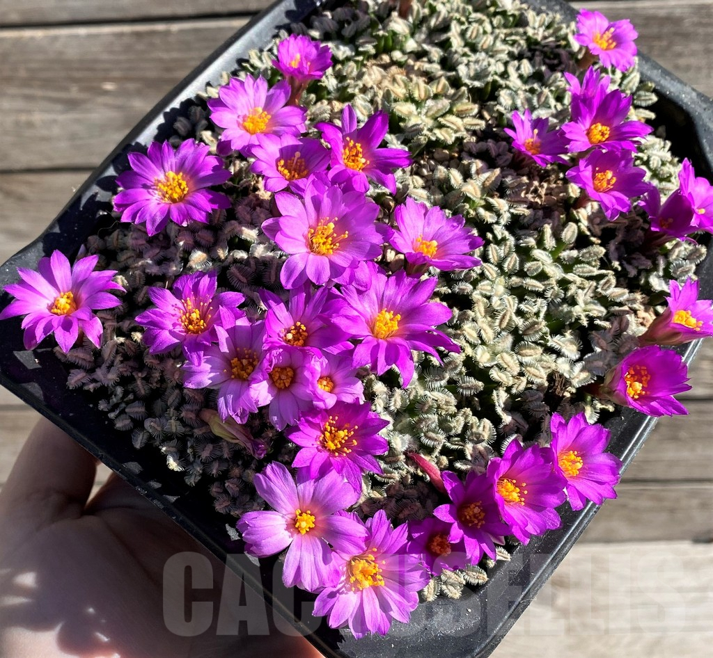 SH5793 Mammillaria bertholdii, seedling, own roots (1 plant)