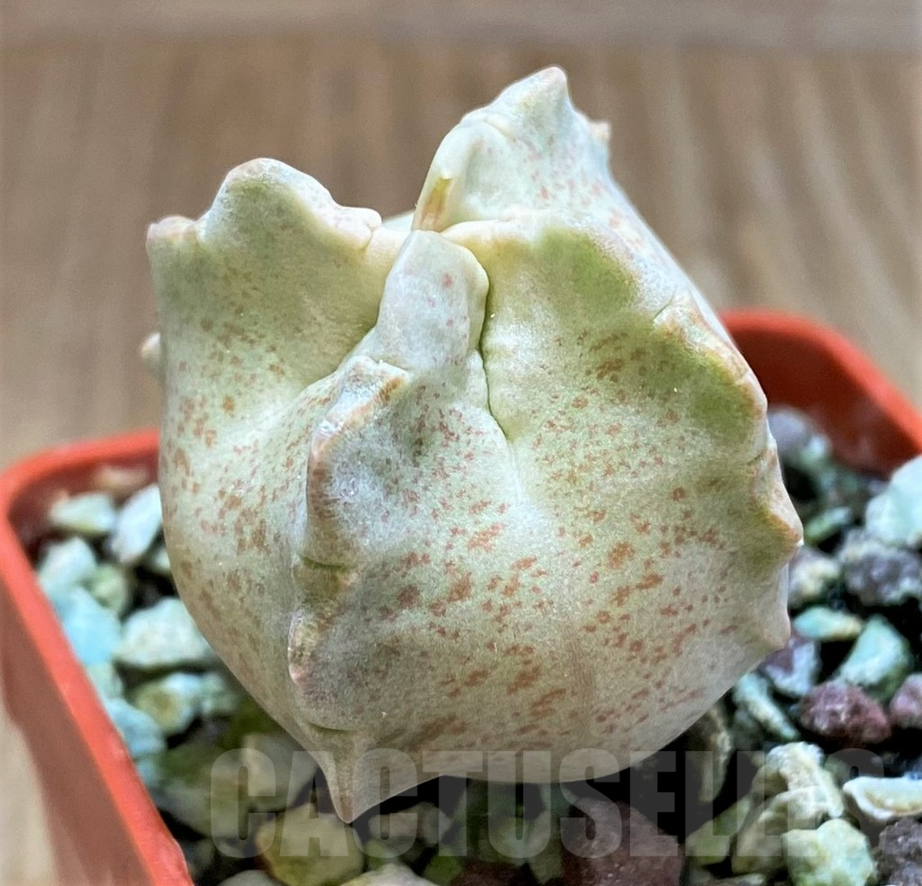 SH5790 Whitesloanea crassa