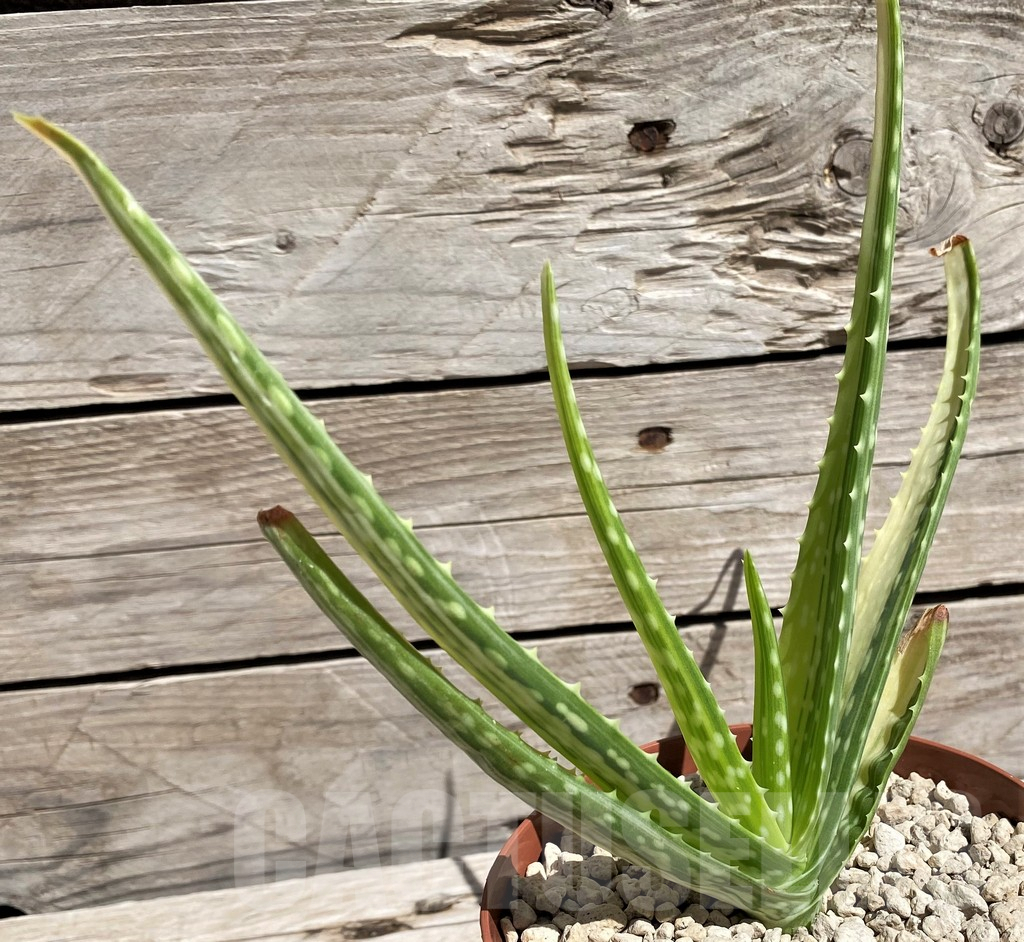 SH5848 Aloe aff. vera f. variegata, ex India - 画像 (2)