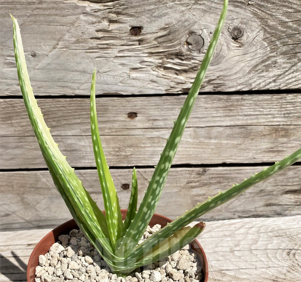 SH5848 Aloe aff. vera f. variegata, ex India