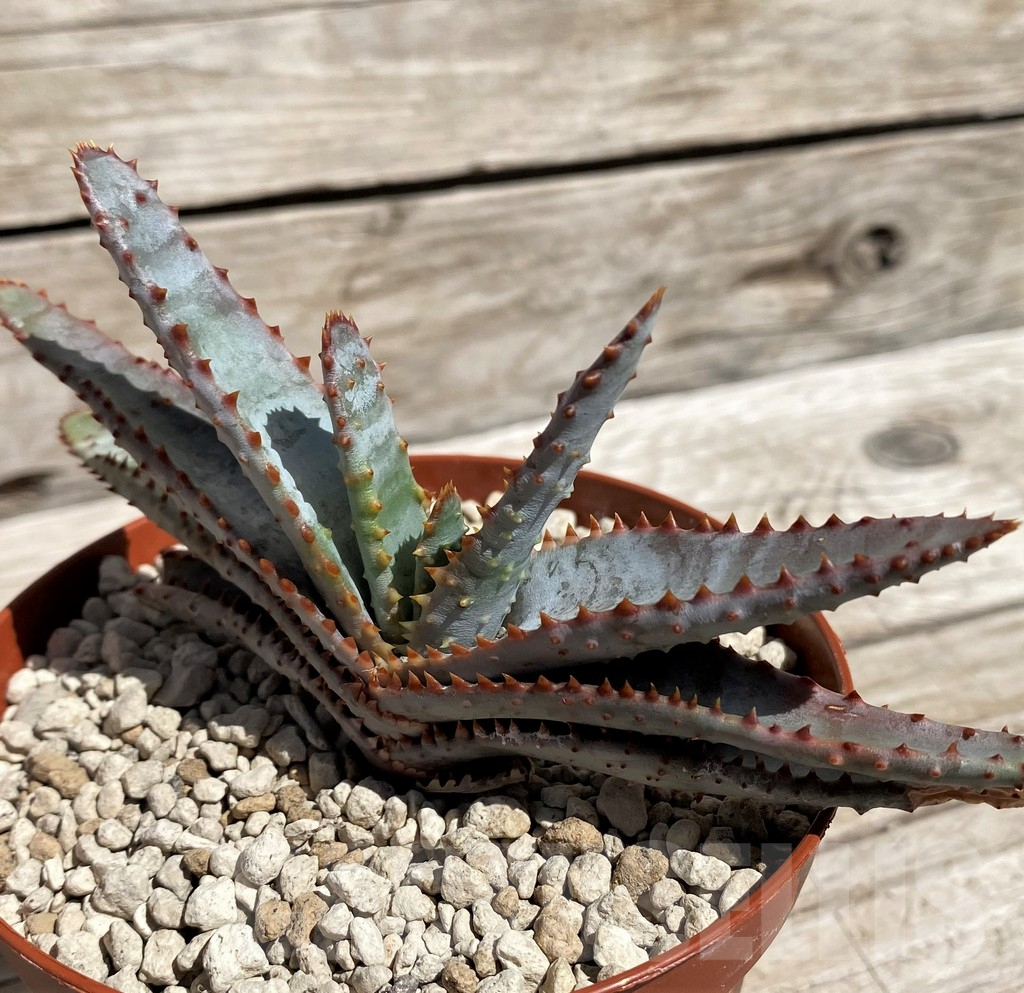 SH5850 Aloe compressa v. paucituberculata - 画像 (2)