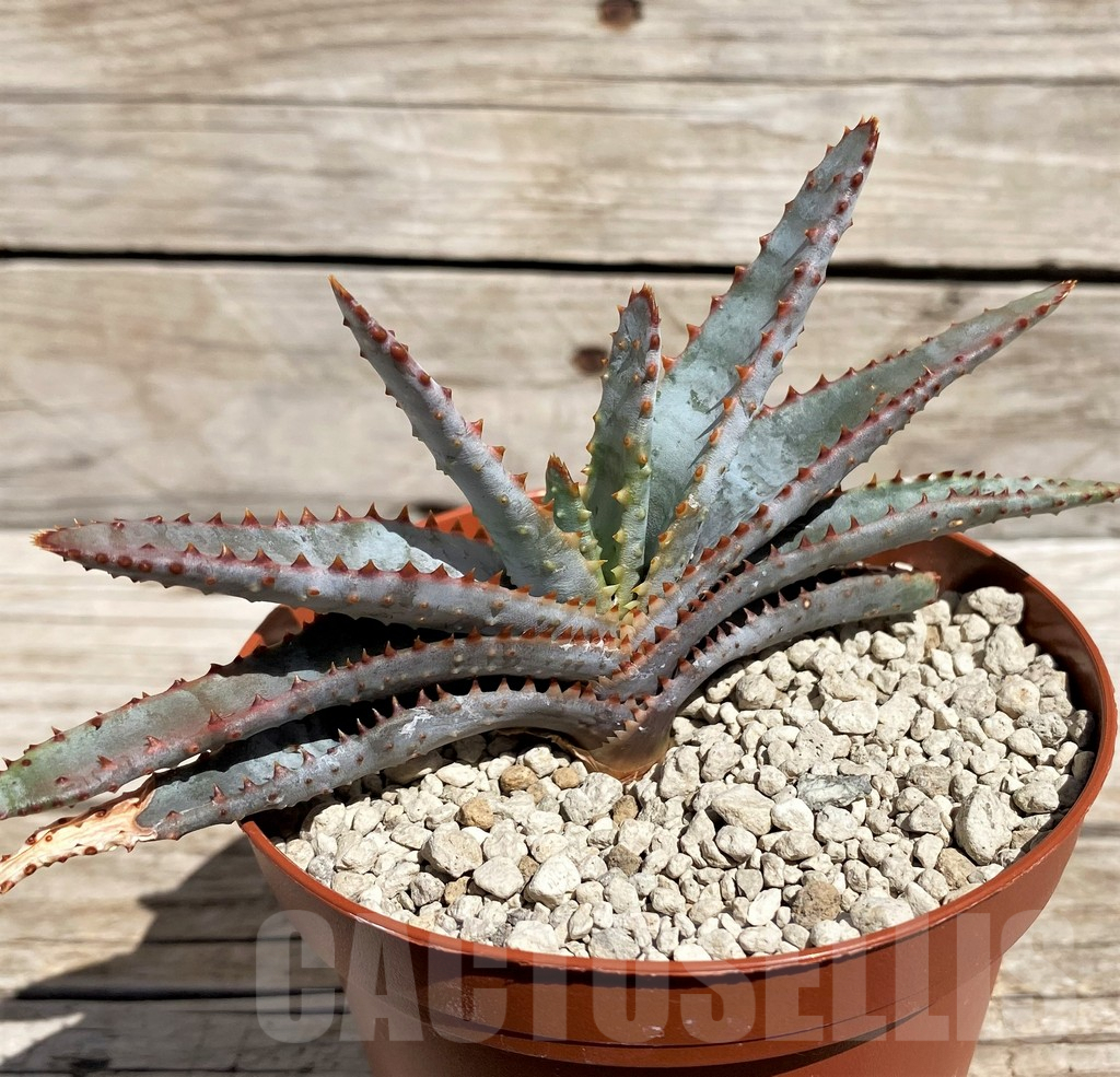 SH5850 Aloe compressa v. paucituberculata