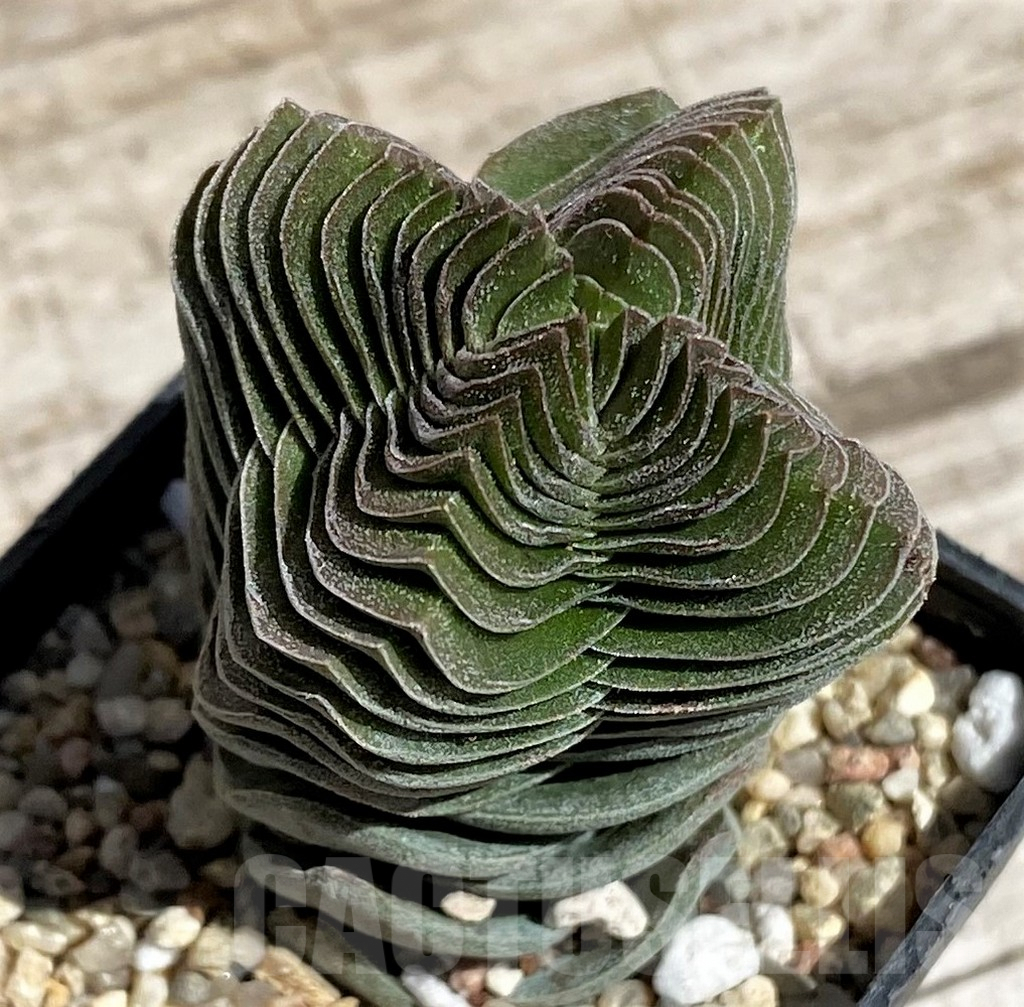SH5853 Crassula 'Buddha's Temple'