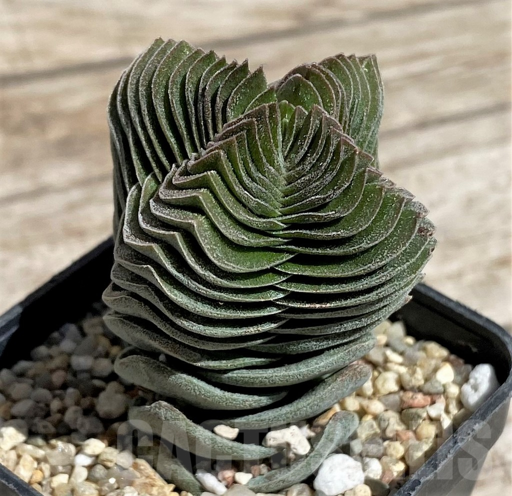 SH5853 Crassula 'Buddha's Temple' - immagine 2