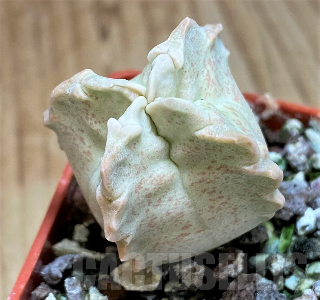 SH5792 Whitesloanea crassa - Зображення 2