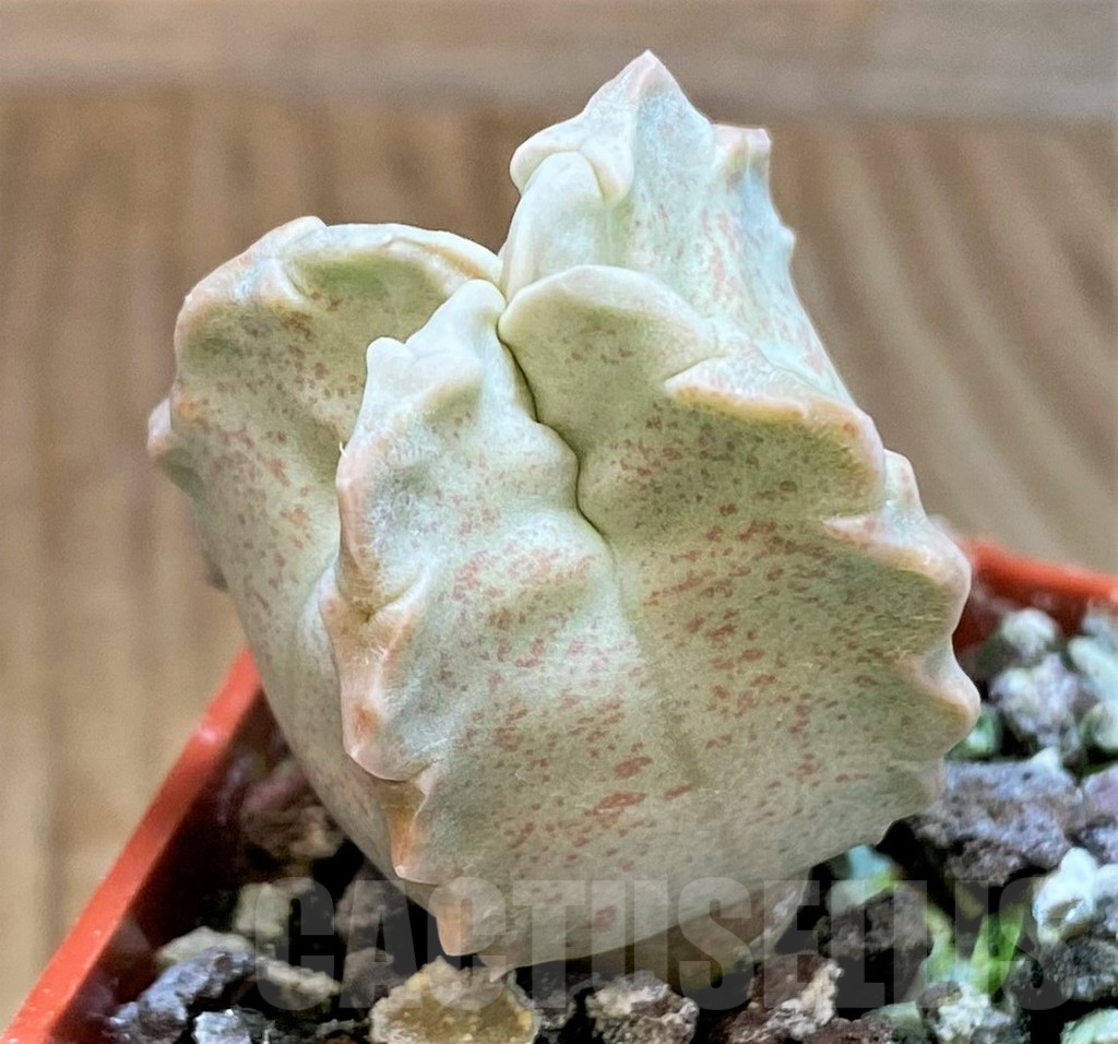 SH5792 Whitesloanea crassa