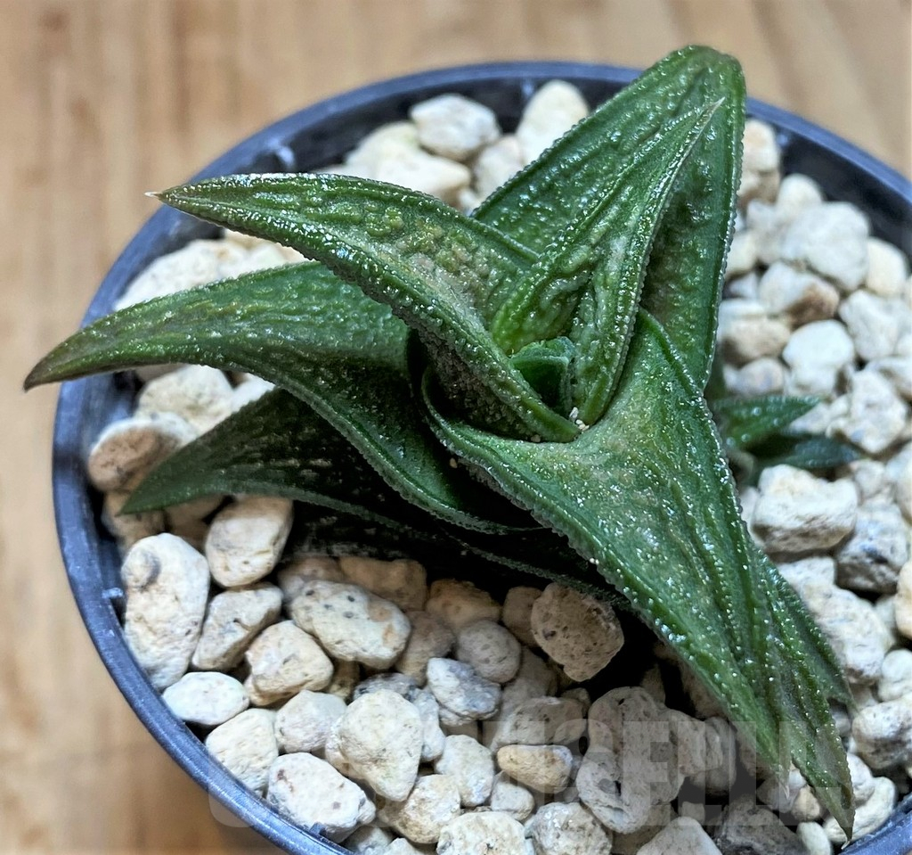 SH5794 Haworthia nigra -Just E Adelaide- - Imagen 2