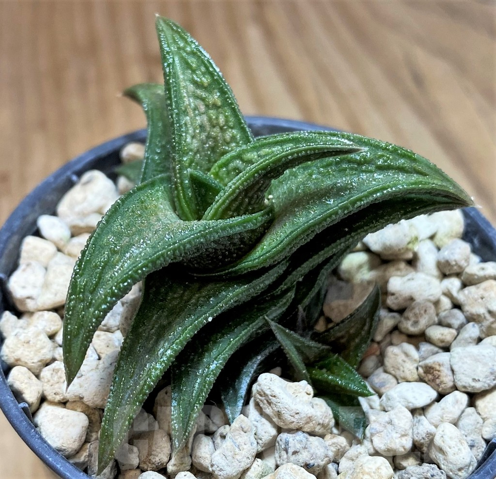 SH5794 Haworthia nigra -Just E Adelaide-