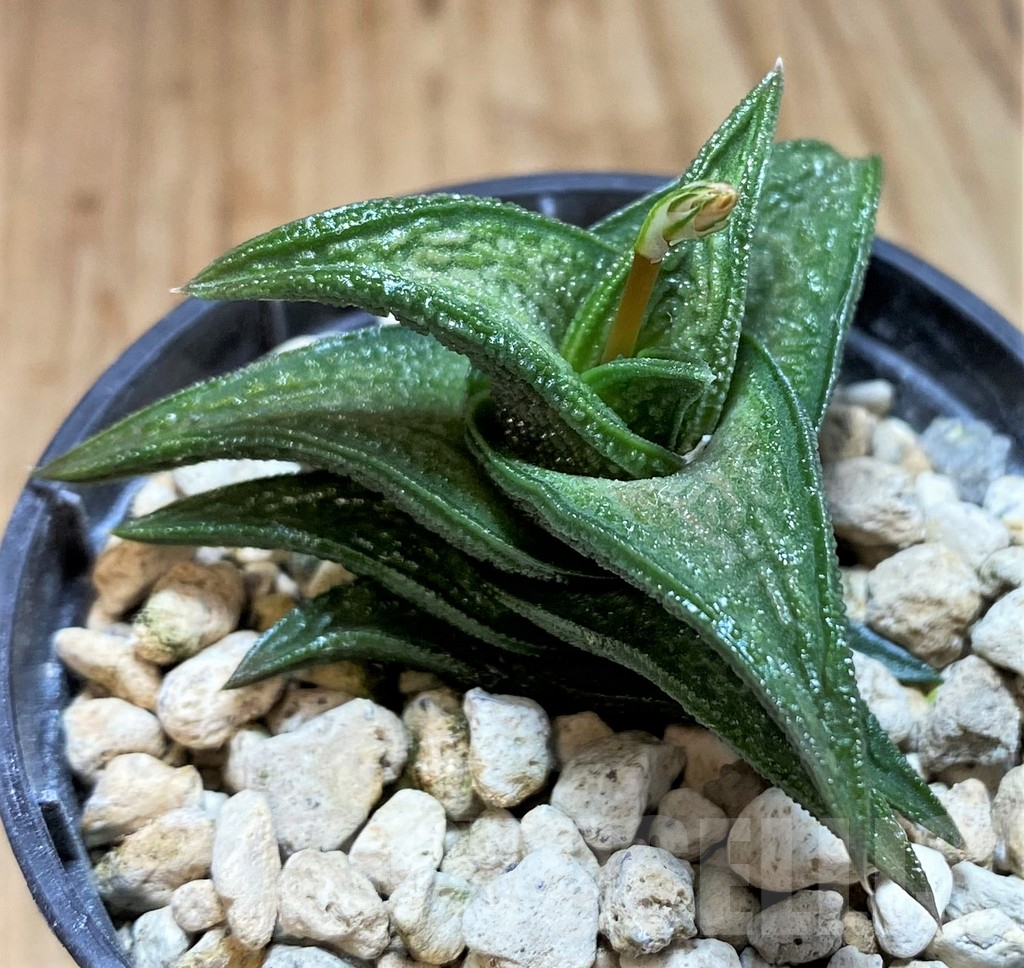 SH5795 Haworthia nigra -Just E Adelaide- - Image 2