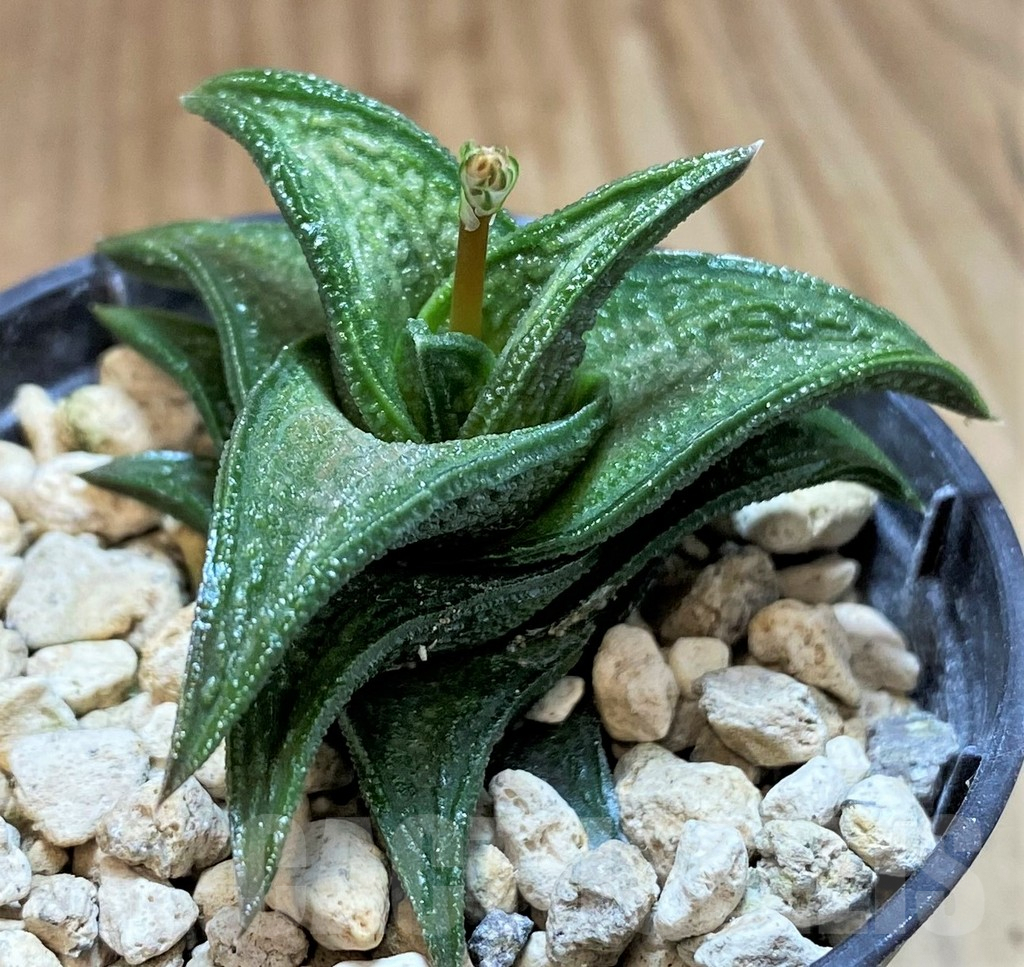 SH5795 Haworthia nigra -Just E Adelaide-