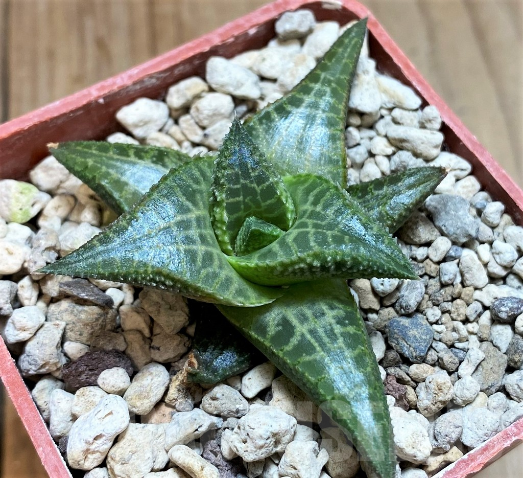 SH5798 Haworthia tessellata -Signalberg, Namibia- - immagine 2