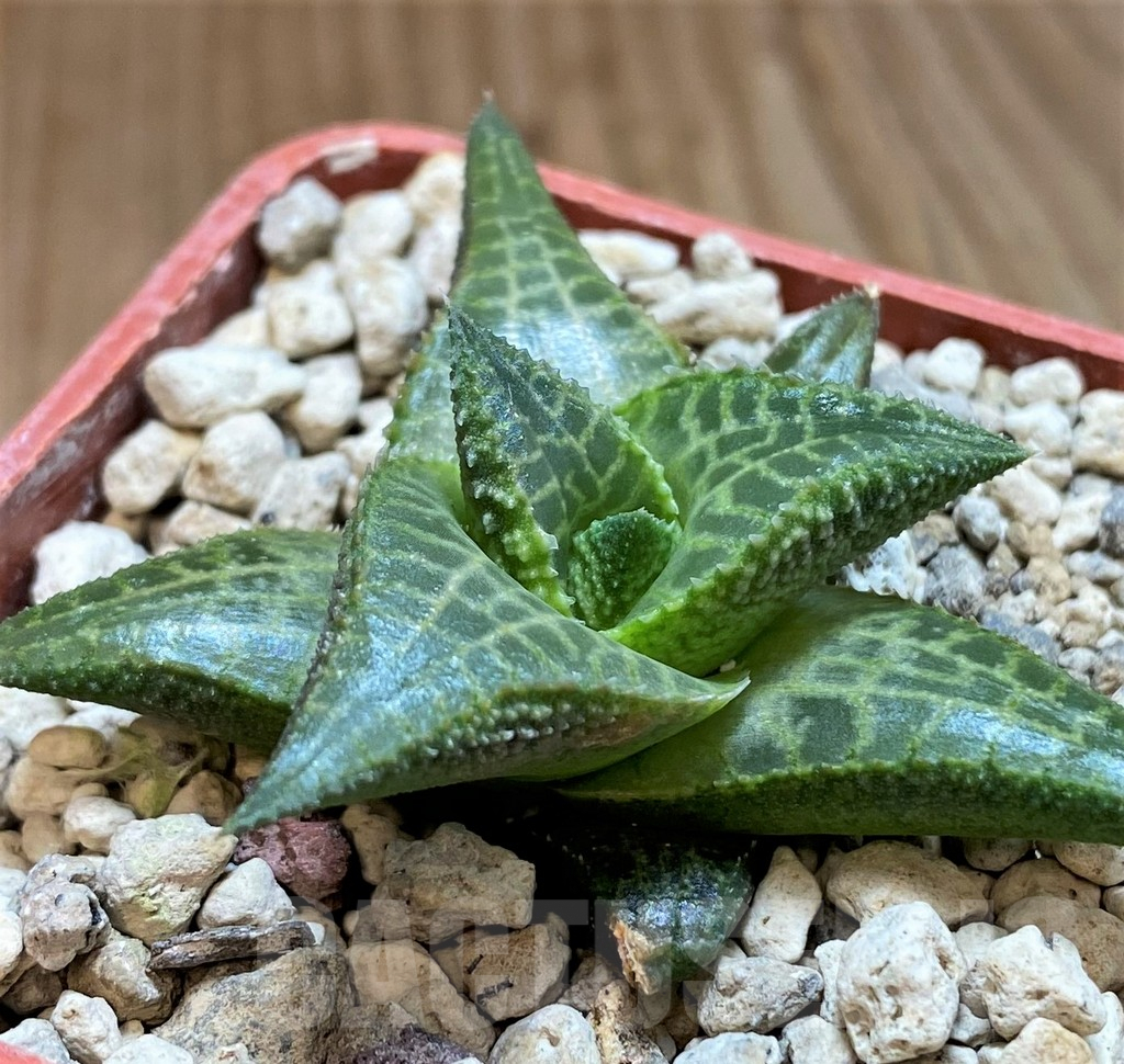 SH5798 Haworthia tessellata -Signalberg, Namibia-
